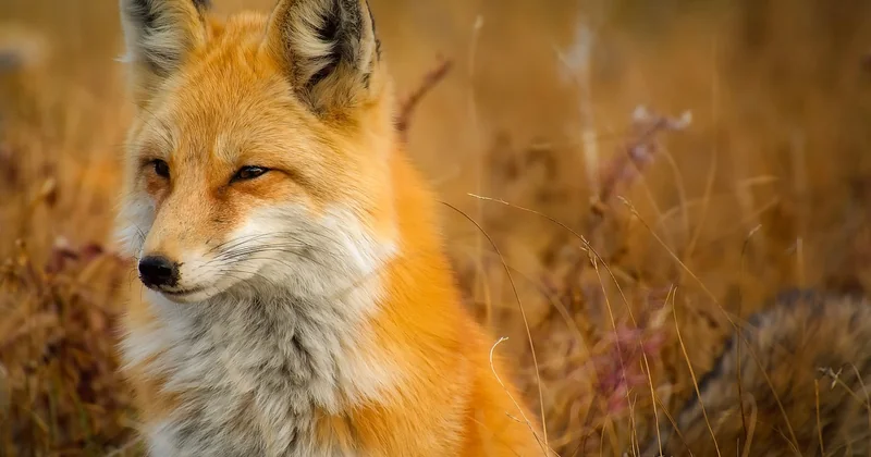 Observation de la faune : les spots et les horaires qui changent tout